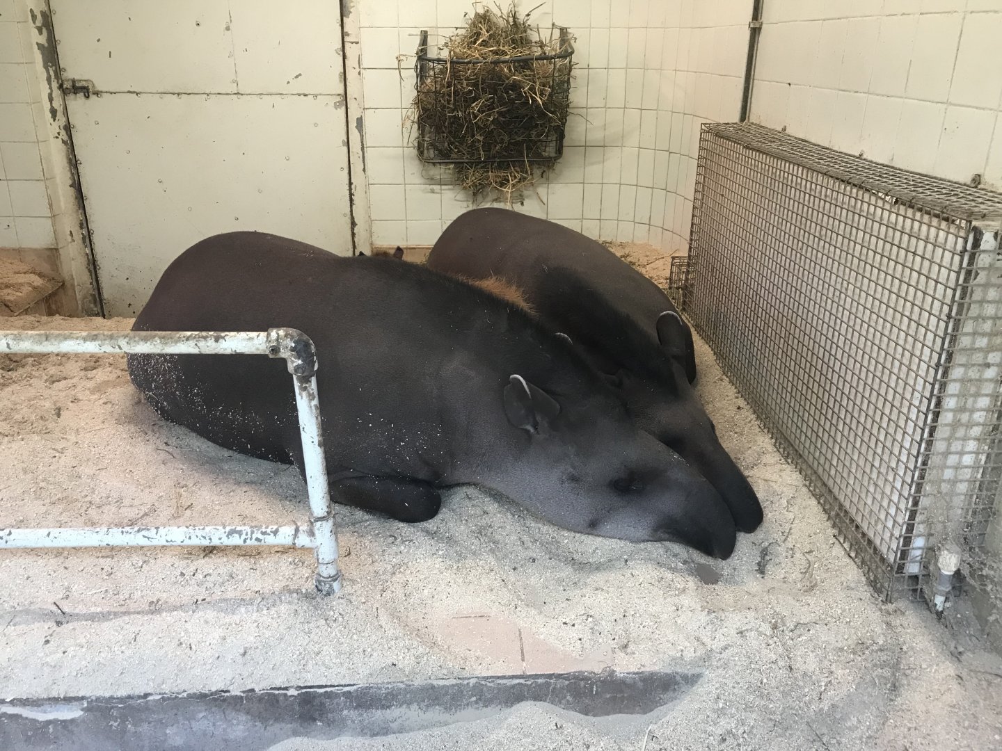 Zona Brazil - Capybara in South American tapir sandwich 261018