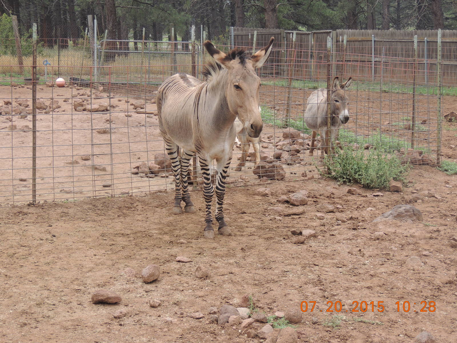 zonkey