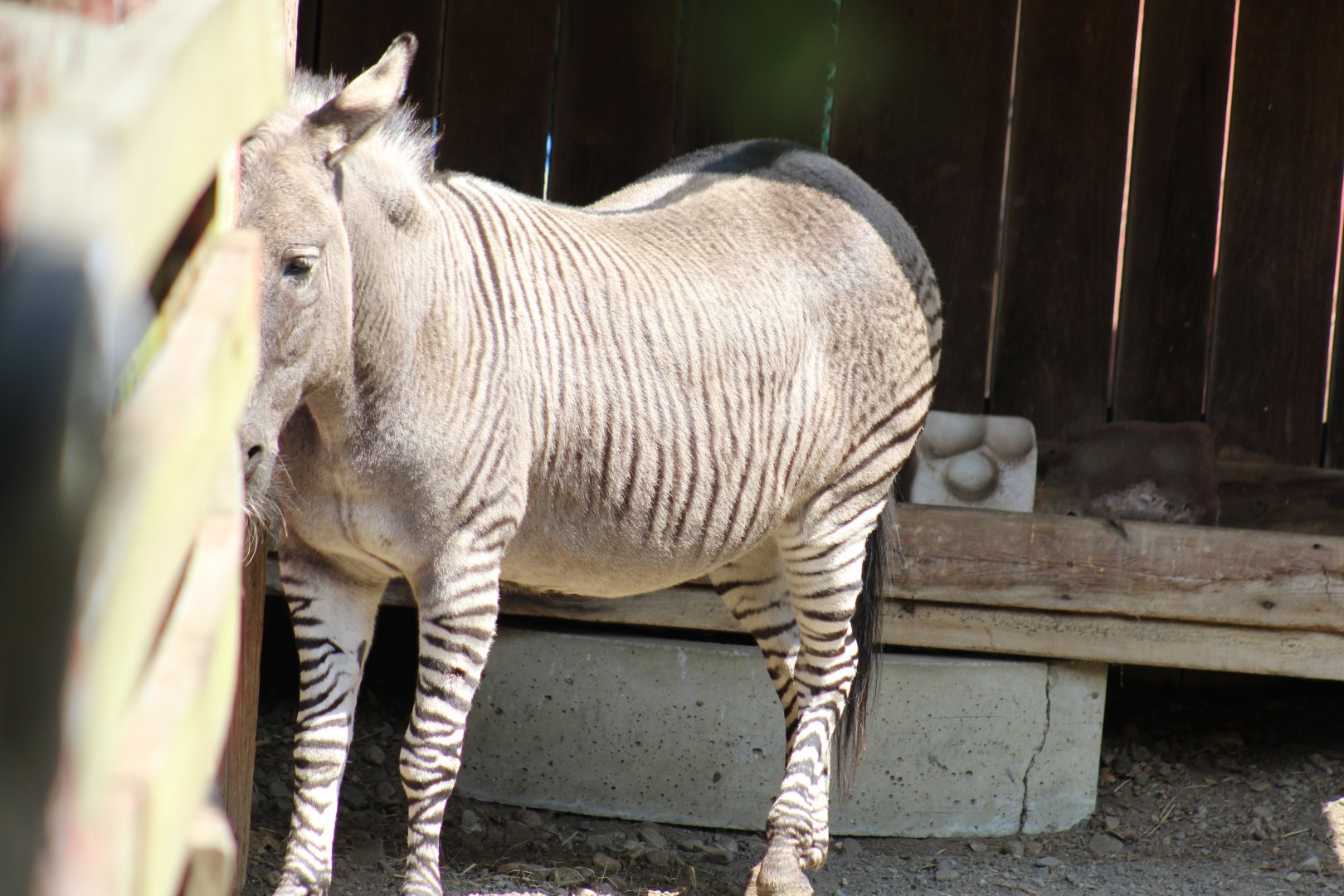 Zonkey