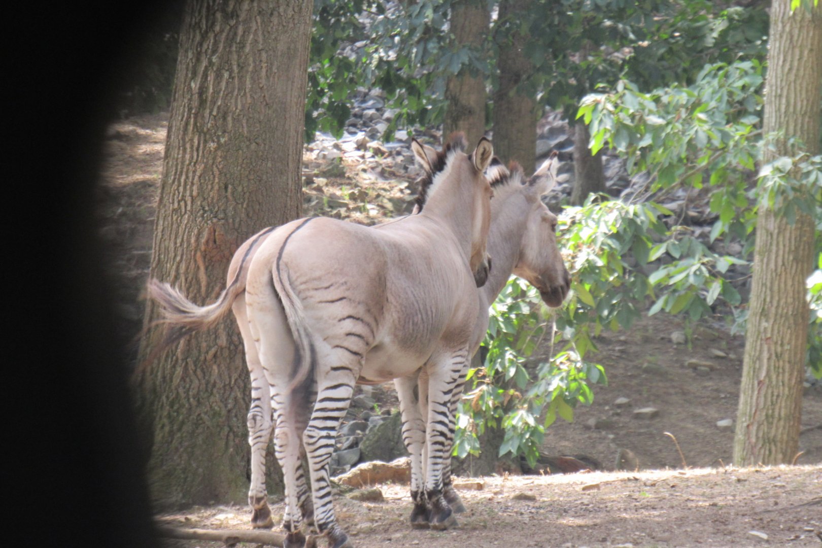 zonkey