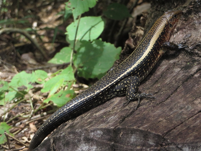 Zonosaurus laticaudatus