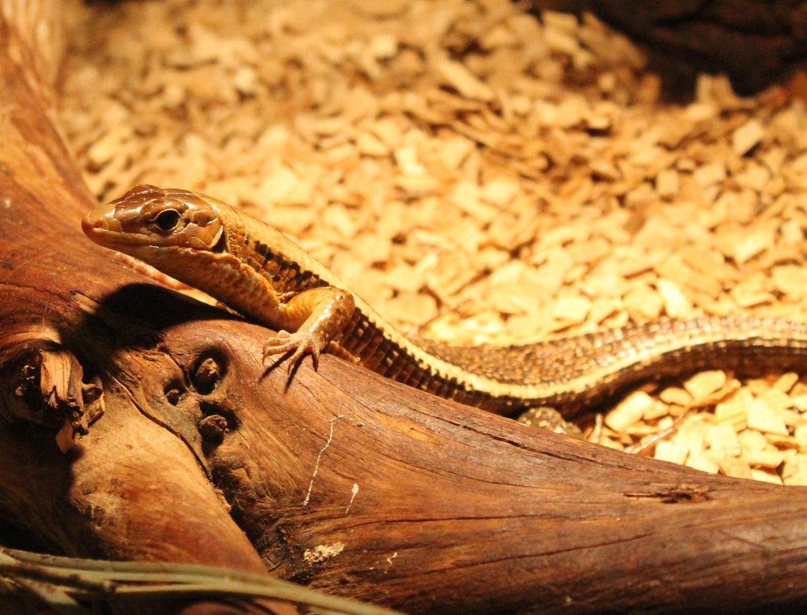 Zonosaurus laticaudatus