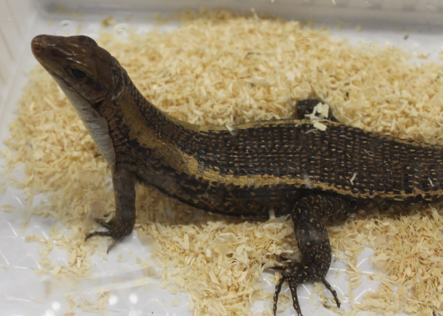 Zonosaurus laticaudatus