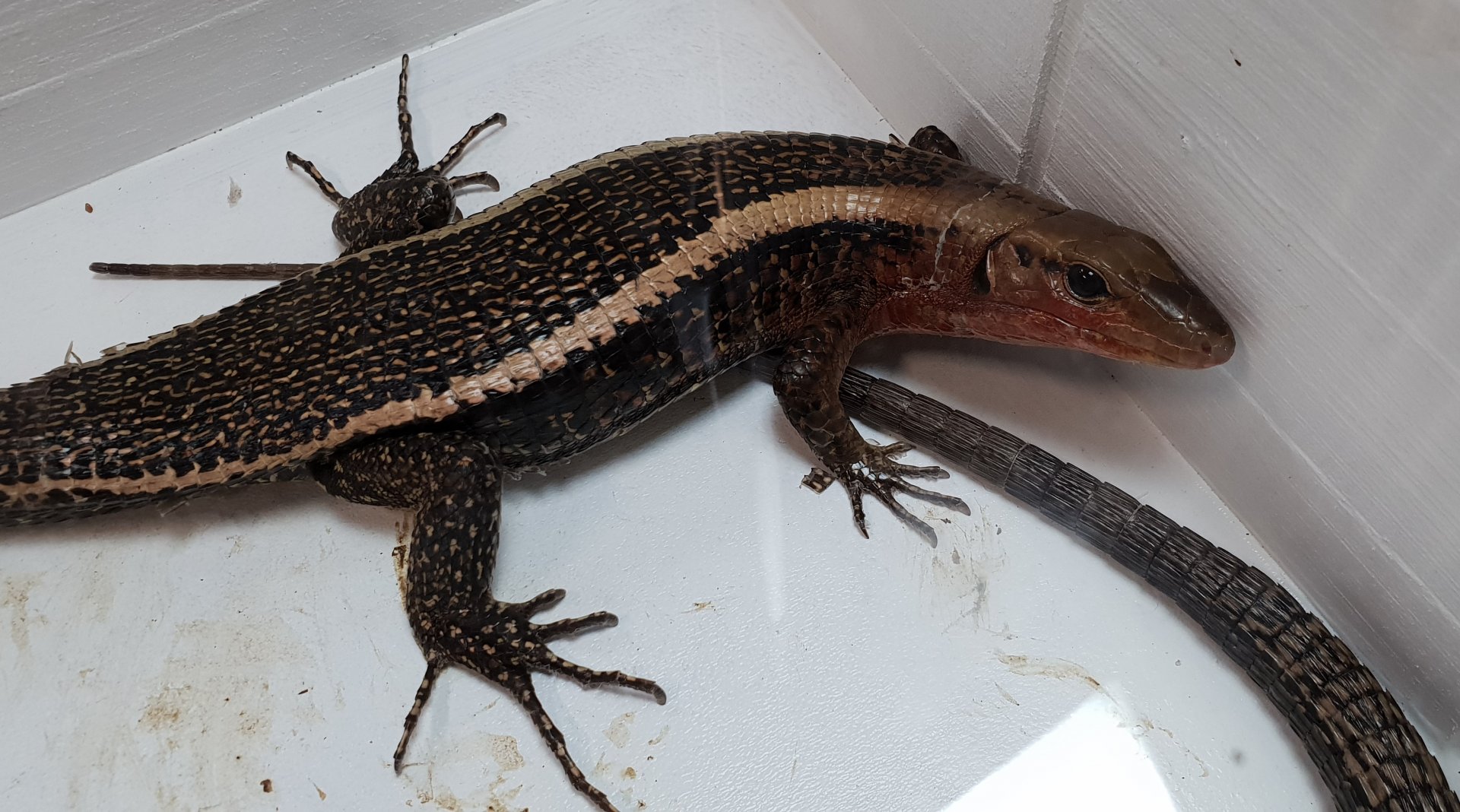 Zonosaurus laticaudatus