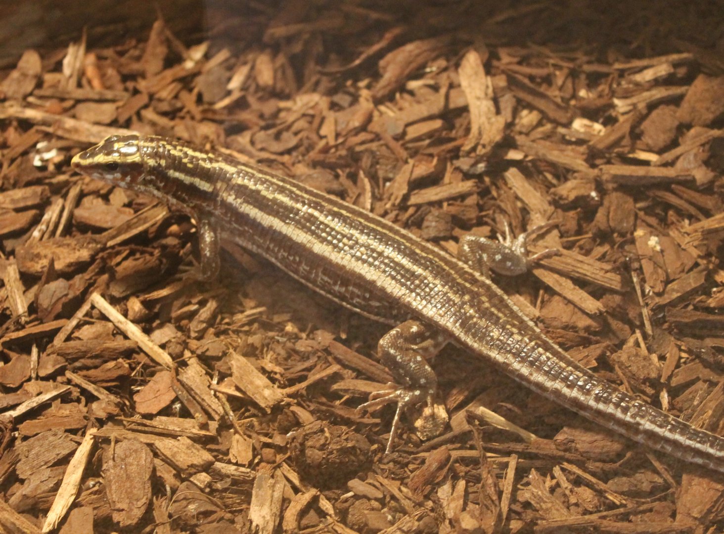 Zonosaurus quadrilineata