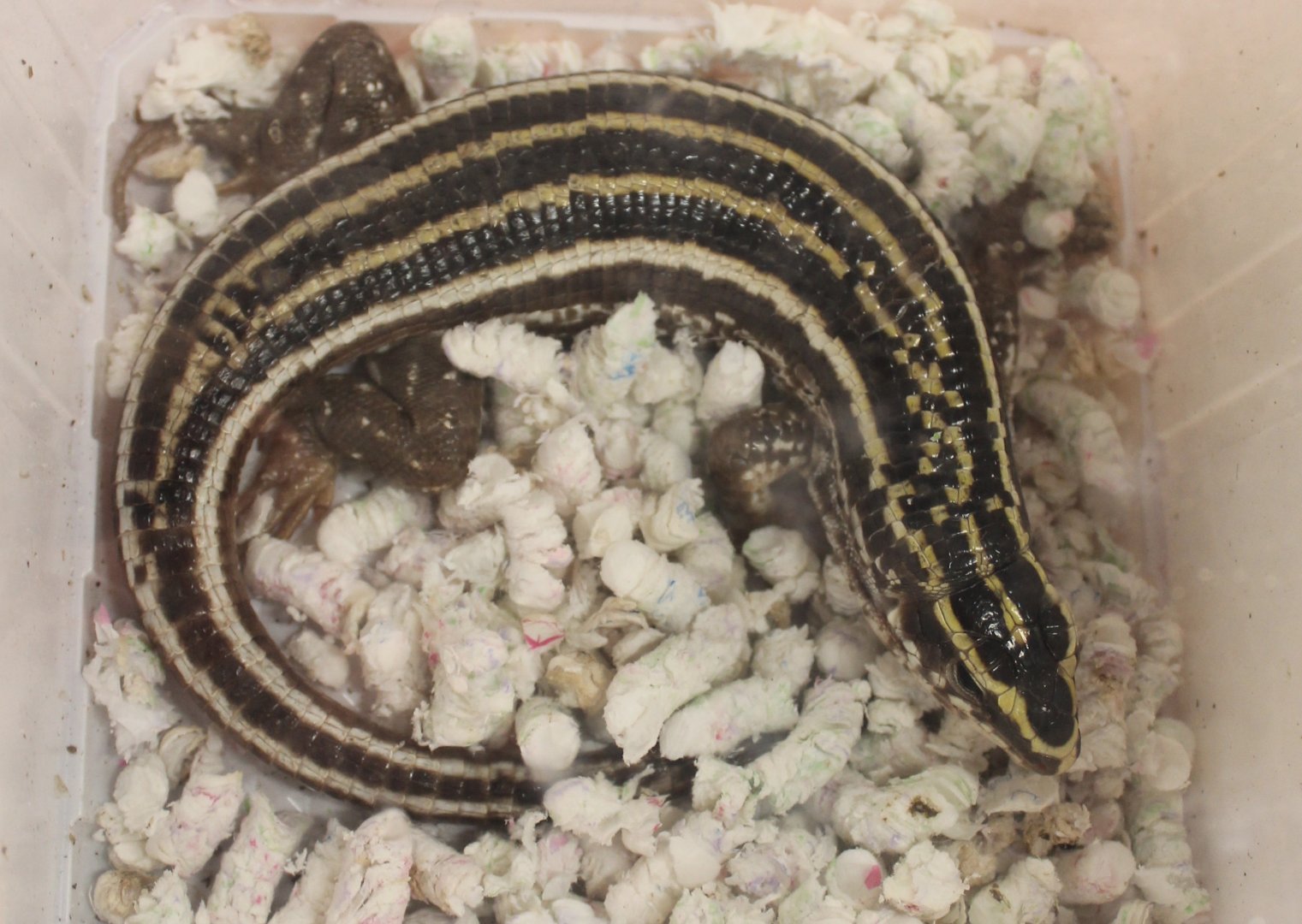 Zonosaurus quadrilineatus