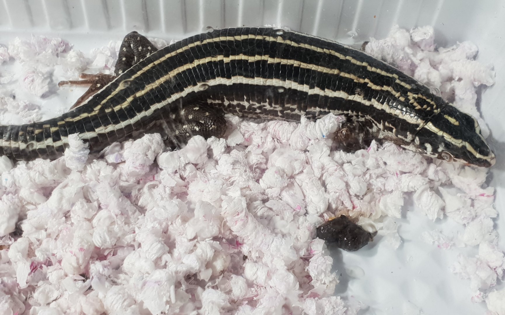 Zonosaurus quadrilineatus