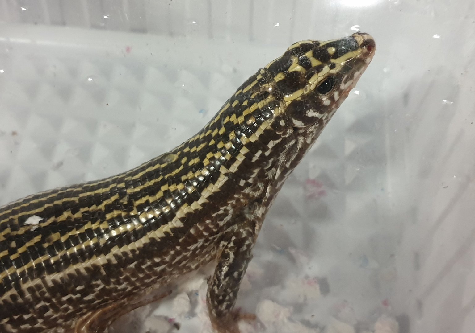 Zonosaurus quadrilineatus