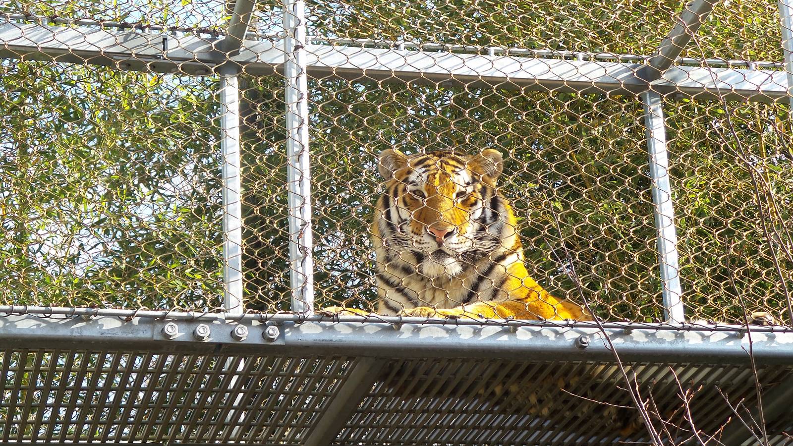 Zoo 360 Amur Tiger