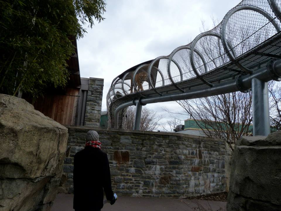 Zoo 360: Big Cat Walkway