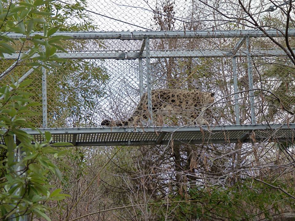 Zoo 360: Big Cat Walkway