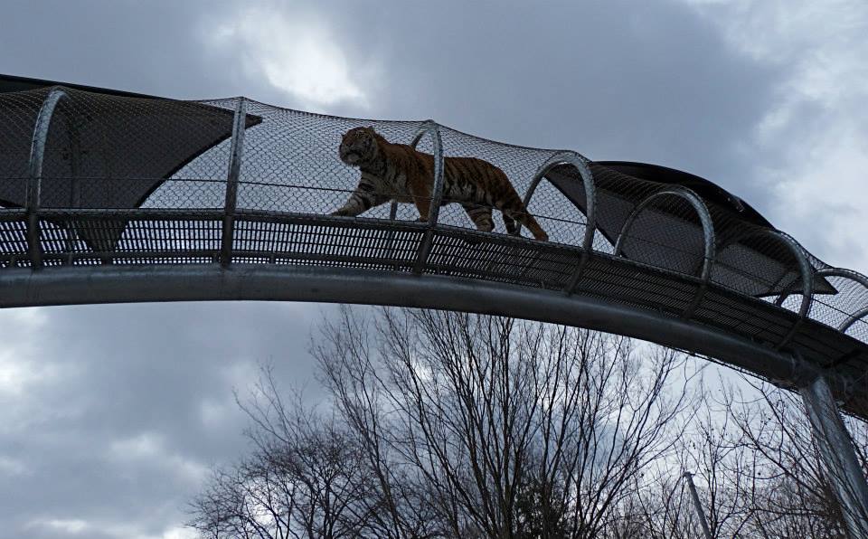 Zoo 360: Big Cat Walkway