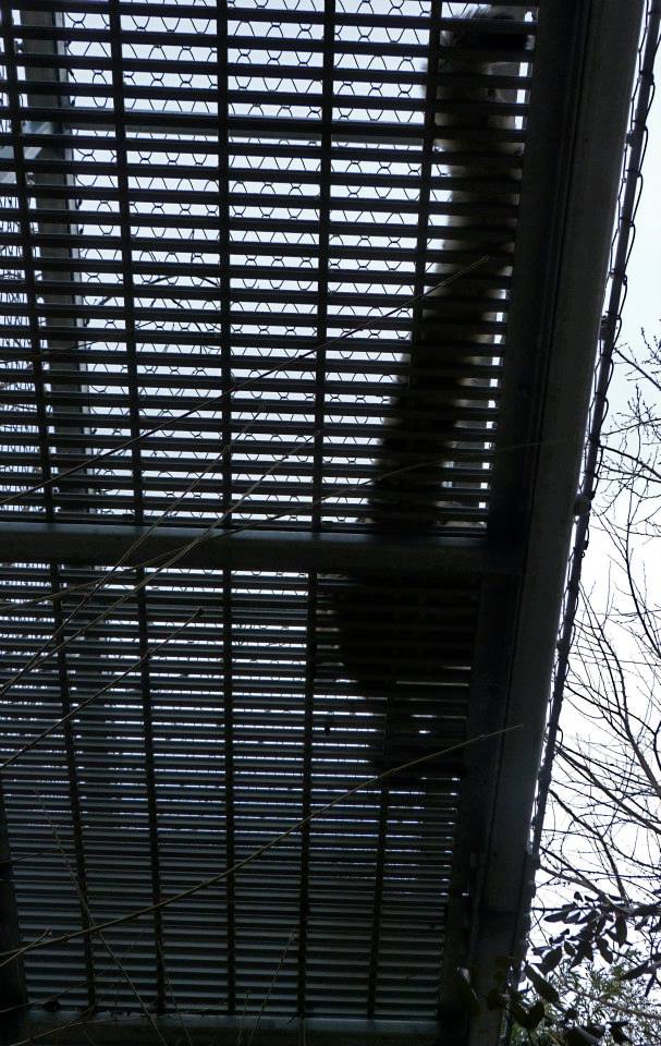 Zoo 360: Big Cat Walkway