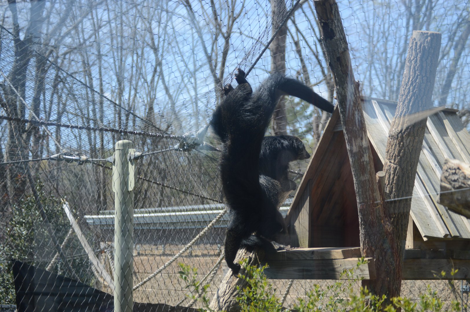 Zoo - Acrobatics Binturong