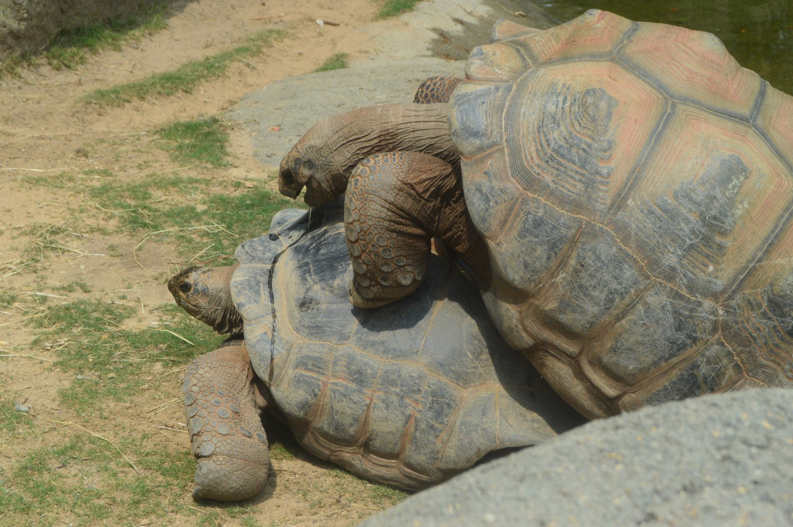 Zoo - Aldabra Giant Tortoise