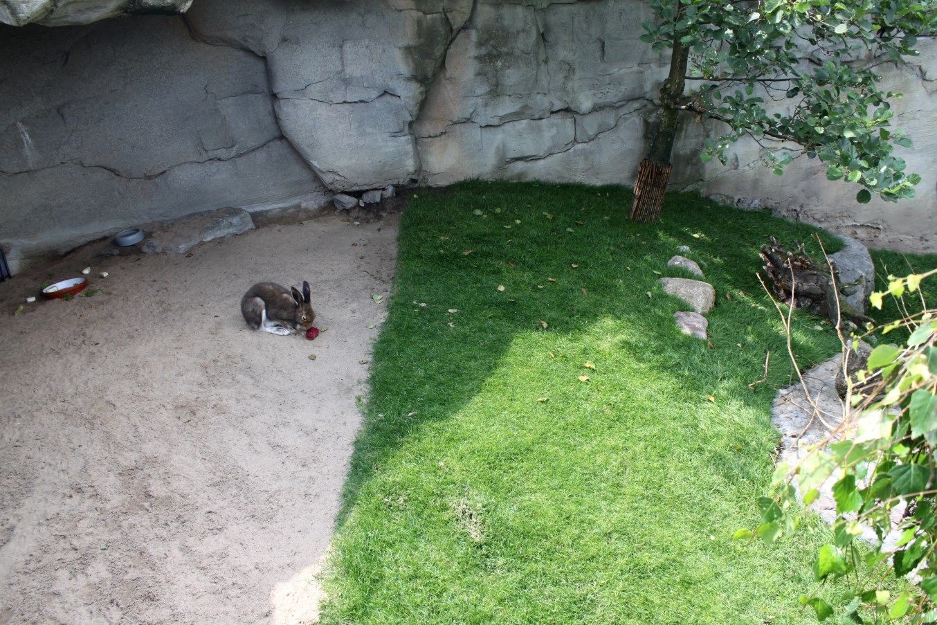 Zoo am Meer - Arctic hare exhibit