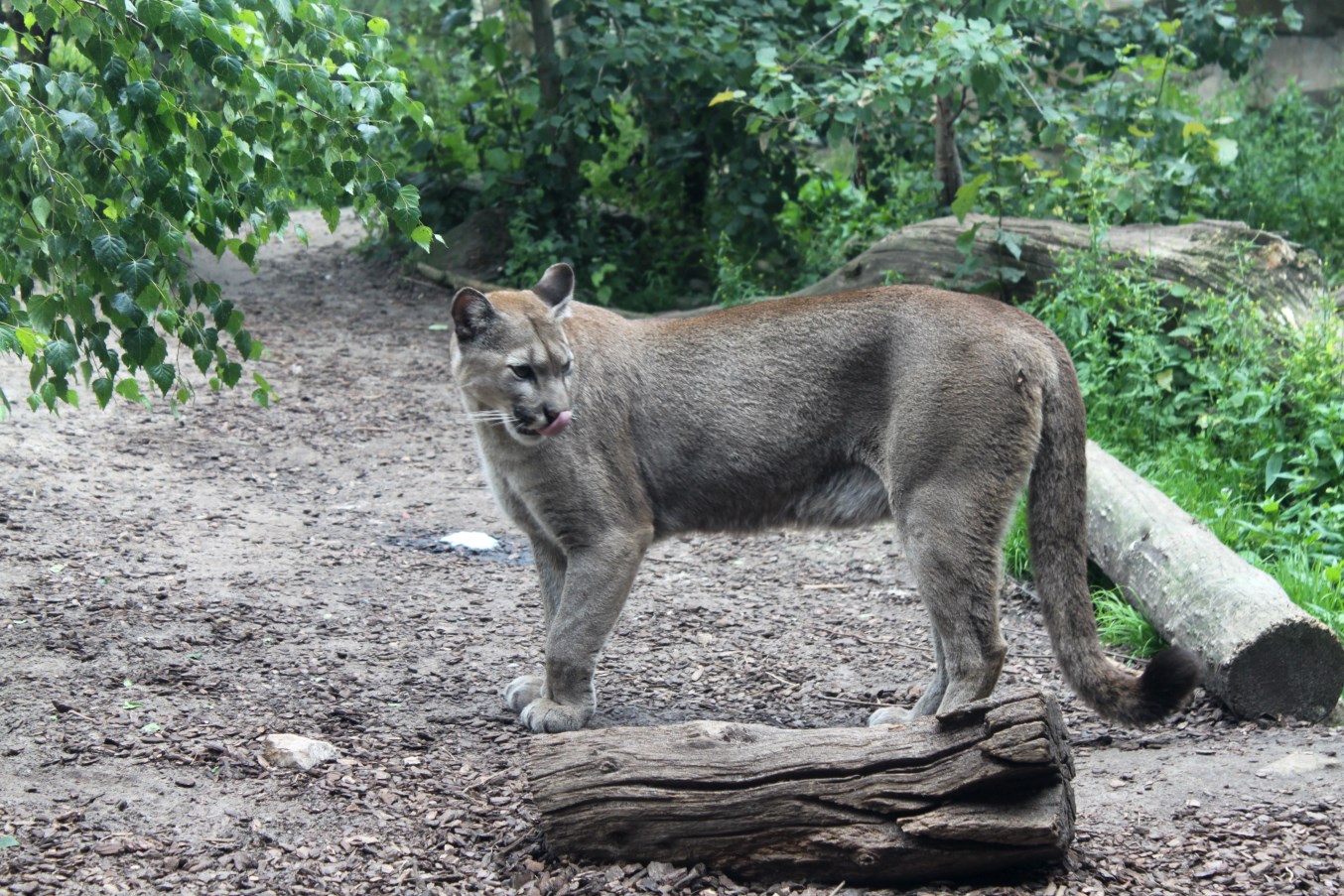 Zoo am Meer - Chilean puma