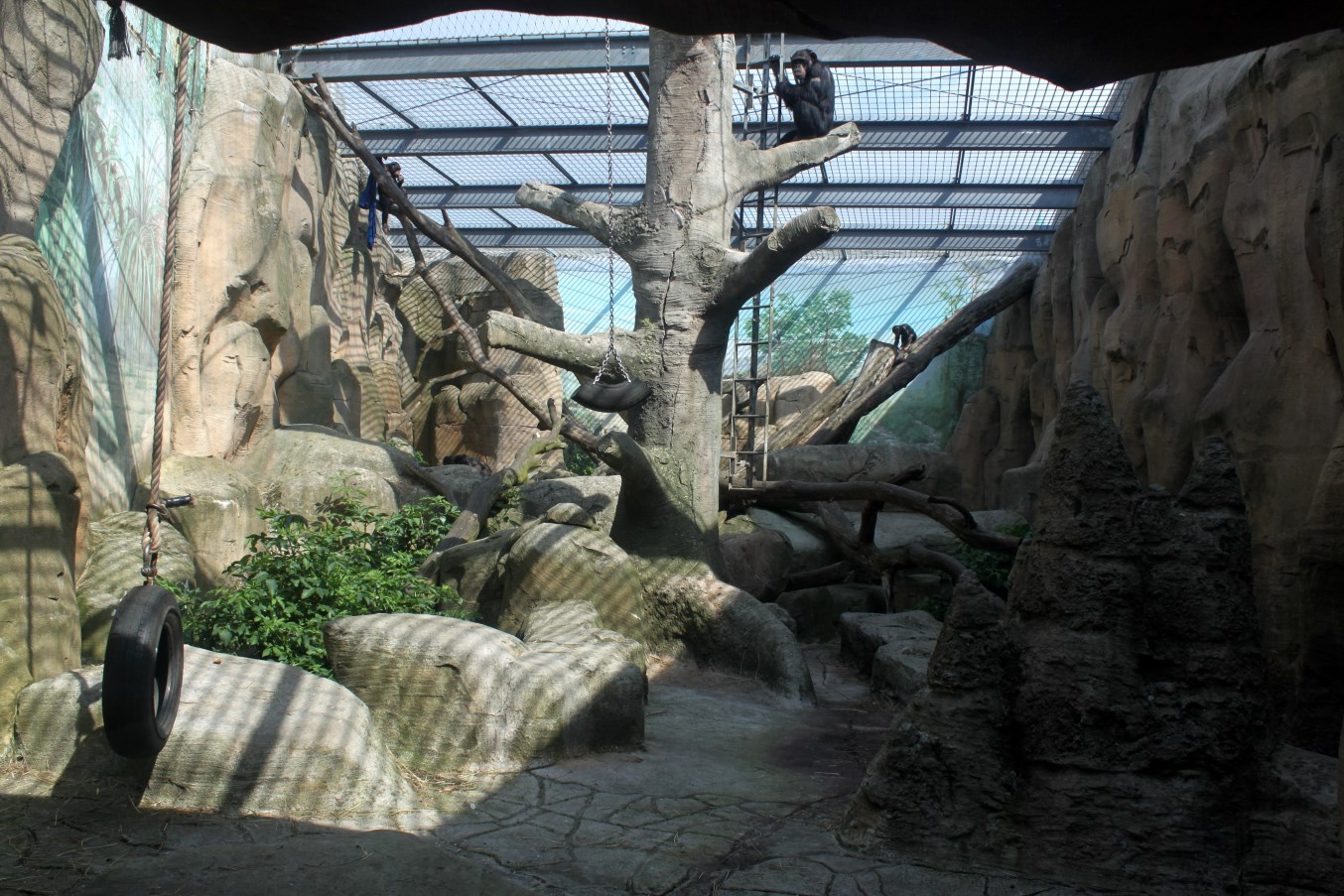 Zoo Am Meer - Chimpanzee Exhibit (Outdoor)