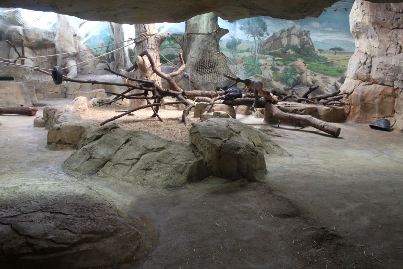 Zoo Am Meer - Chimpanzee Exhibit