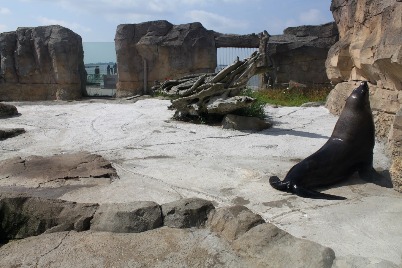 Zoo am Meer - Fur seal exhibit