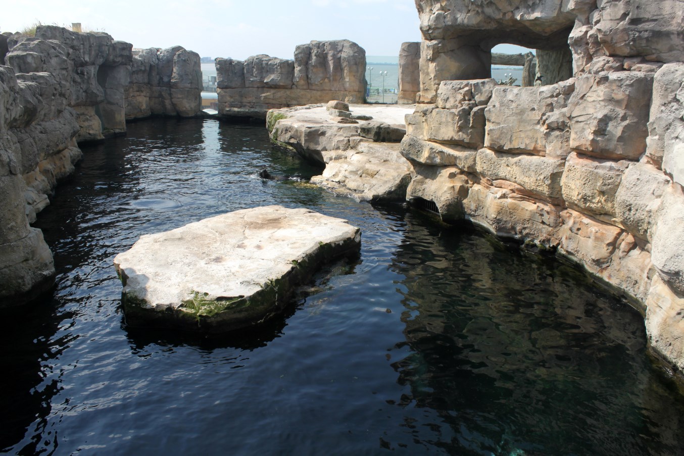 Zoo am Meer - Fur seal exhibit
