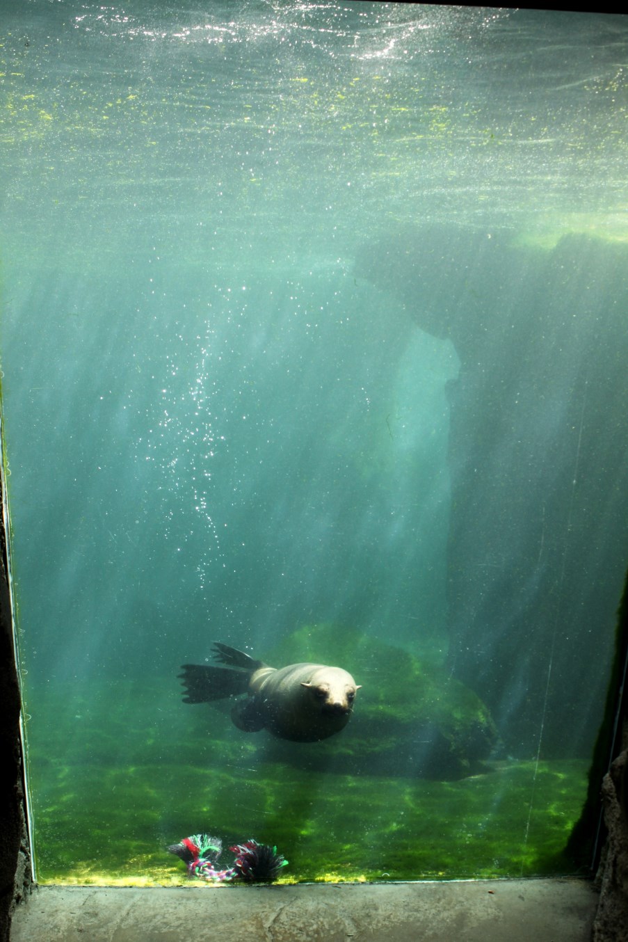 Zoo am Meer - Fur seal underwater viewing