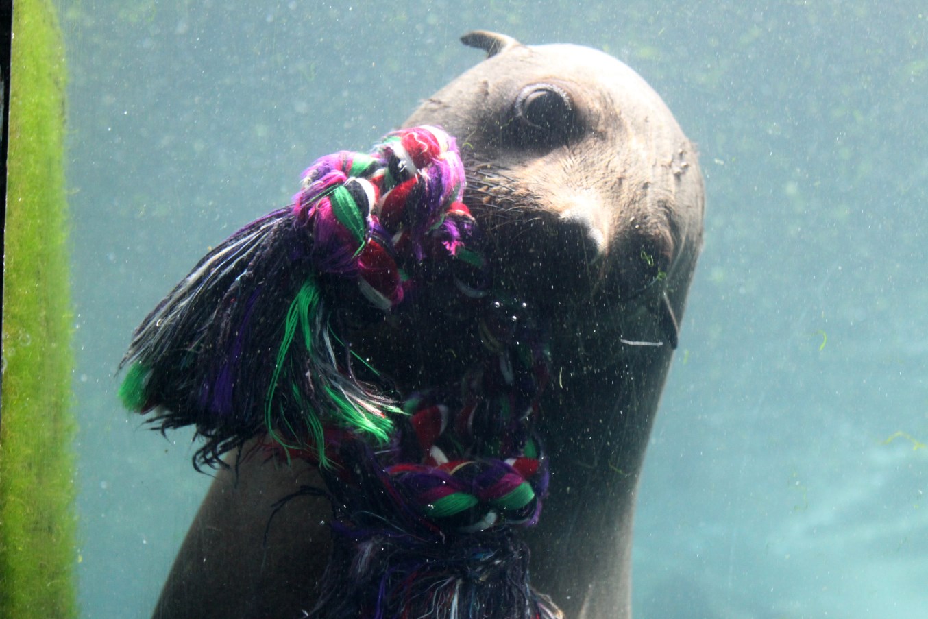 Zoo am Meer - Fur seal