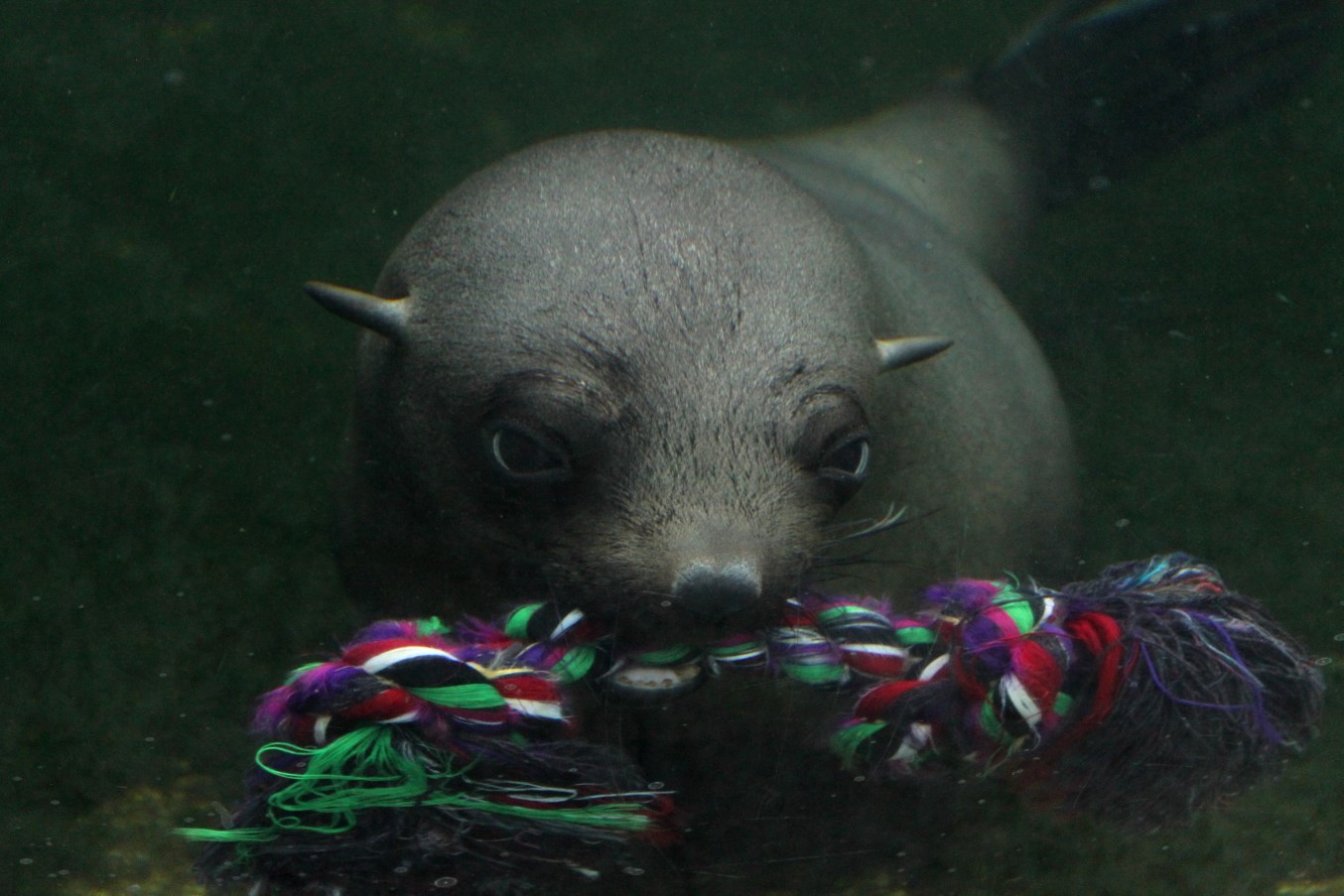Zoo am Meer - Fur seal
