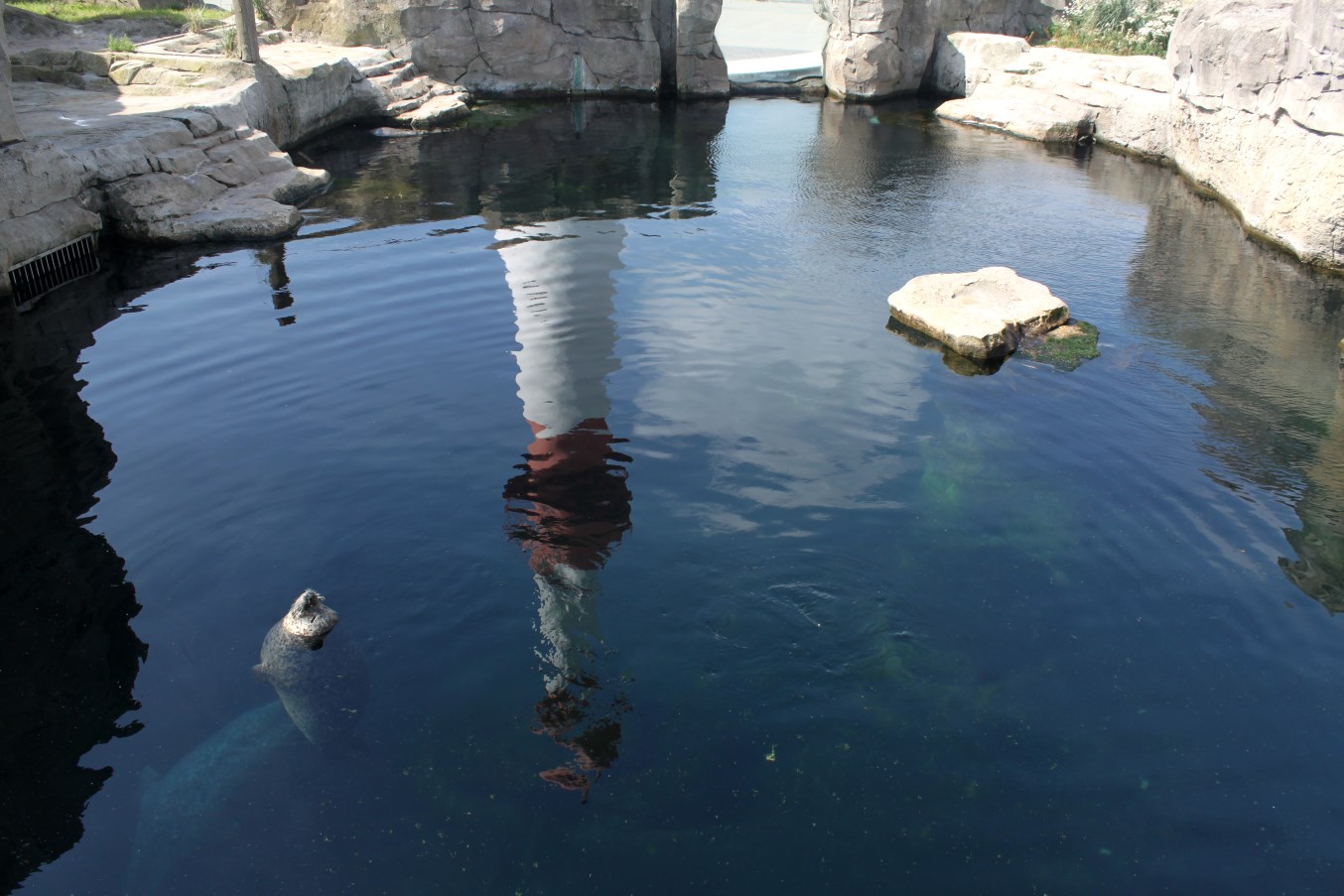 Zoo am Meer - Harbour seal exhibit