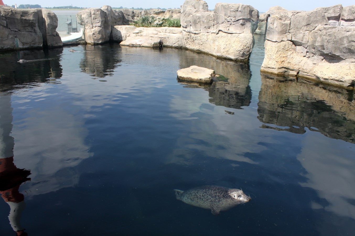 Zoo am Meer - Harbour seal exhibit