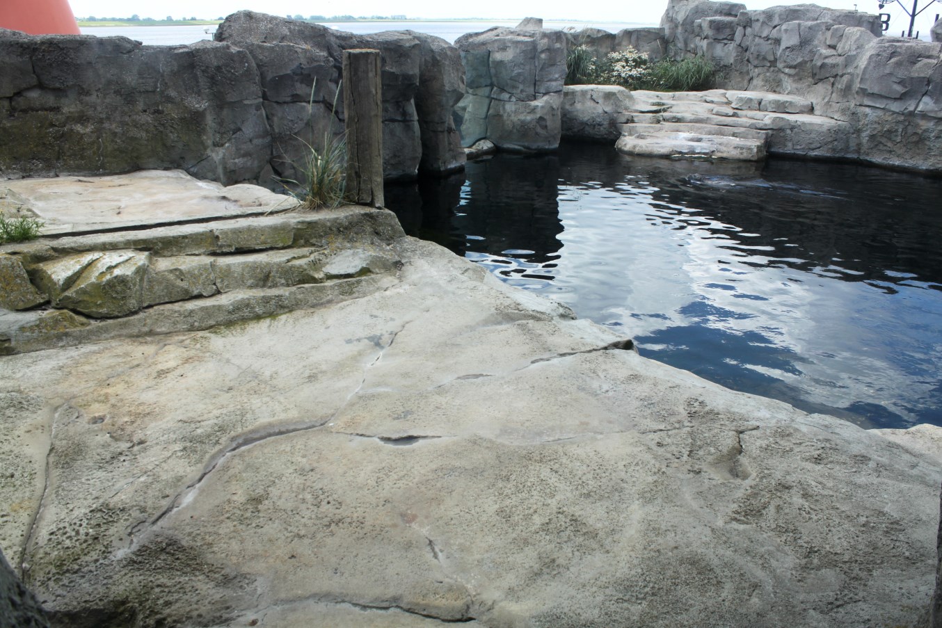 Zoo am Meer - Harbour seal exhibit