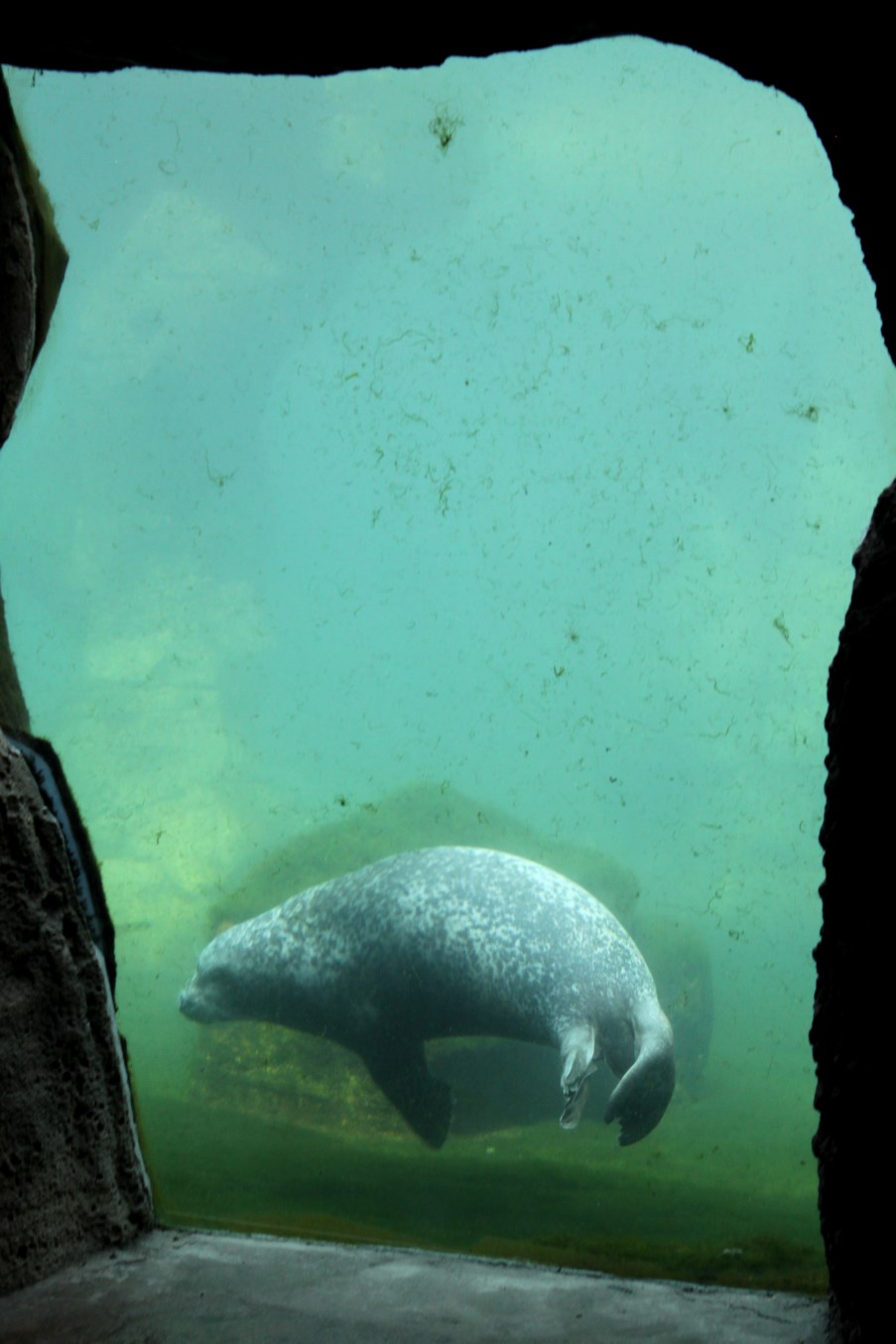 Zoo am Meer - Harbour seal underwater viewing