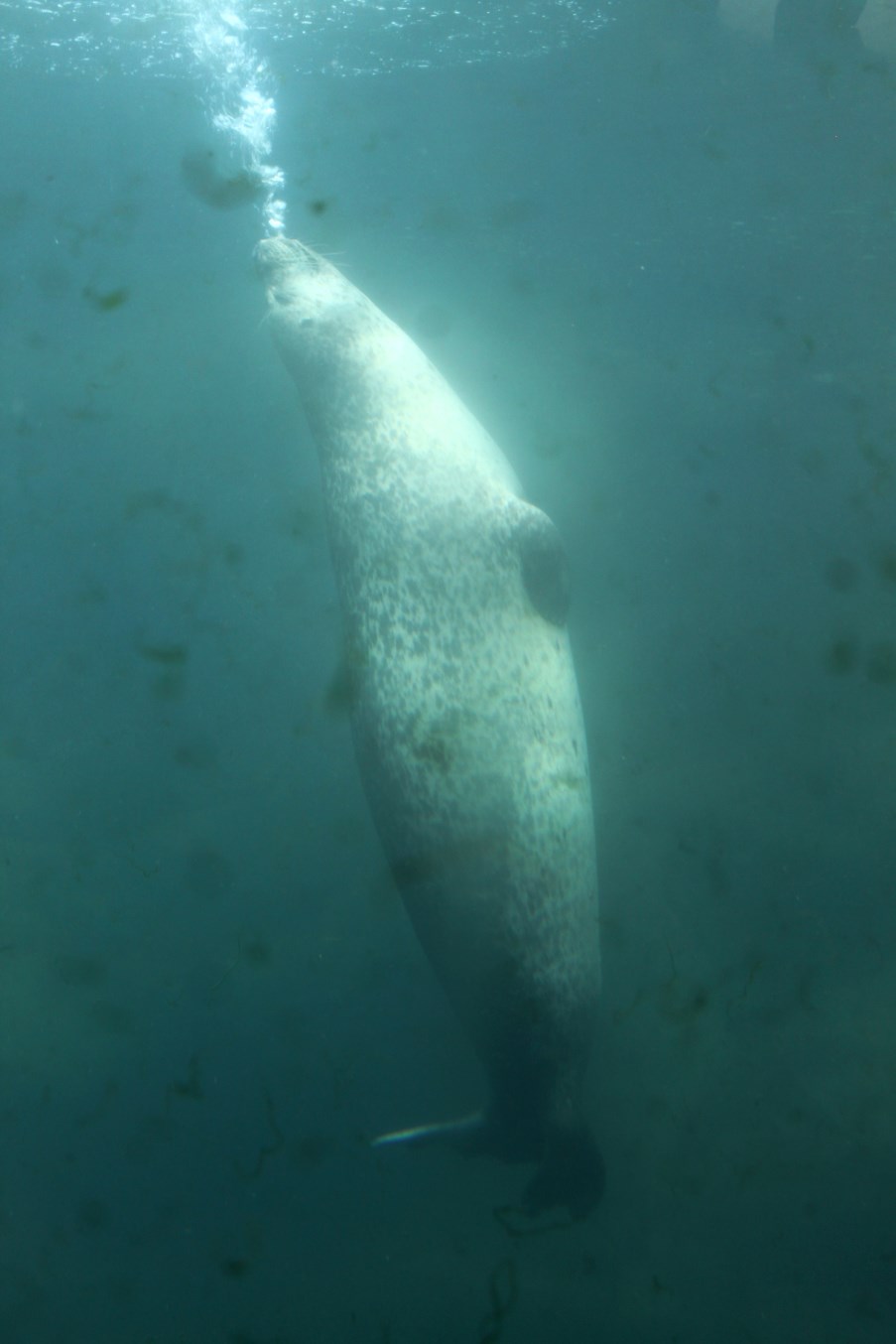 Zoo am Meer - Harbour seal