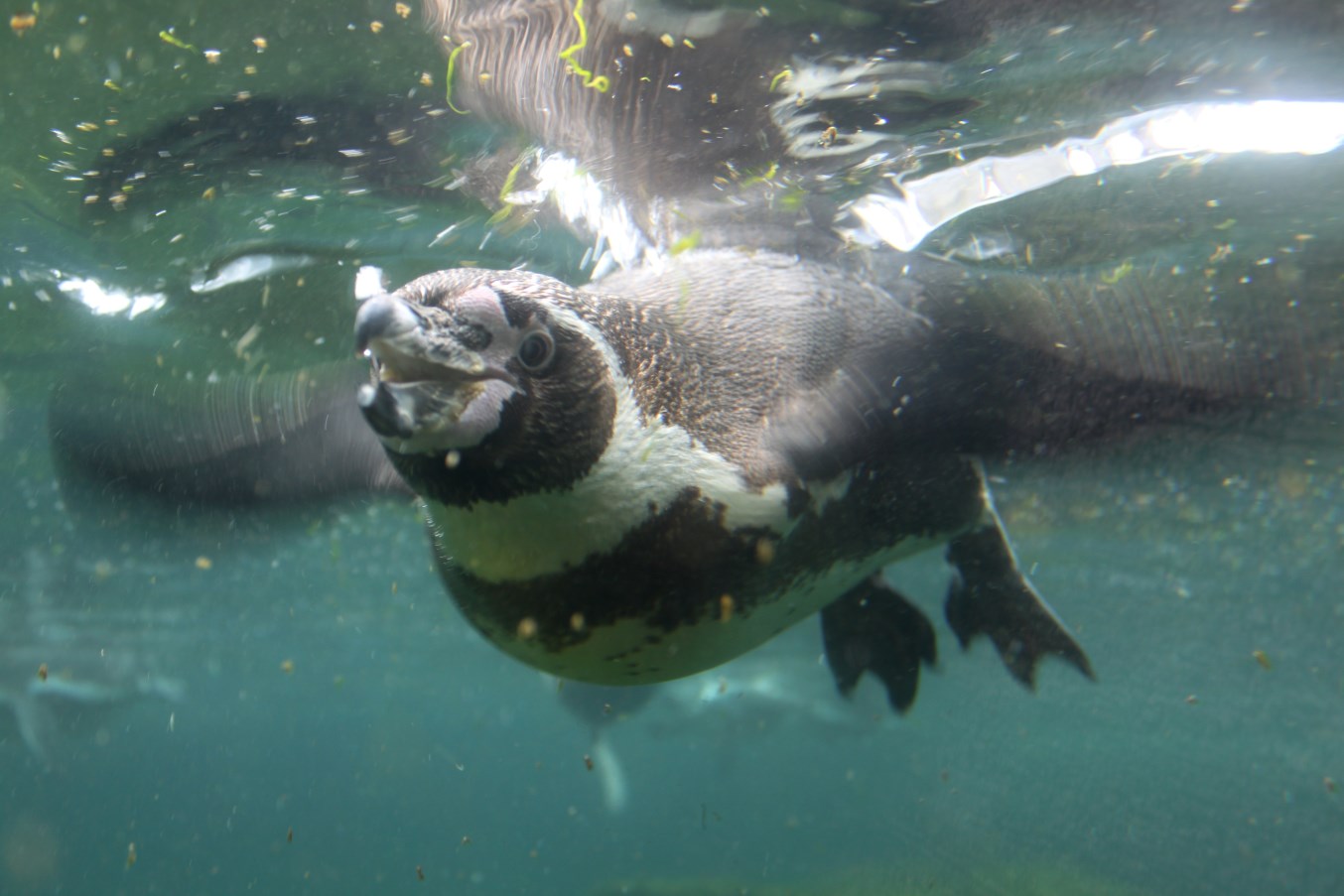 Zoo am Meer - Humboldt penguin