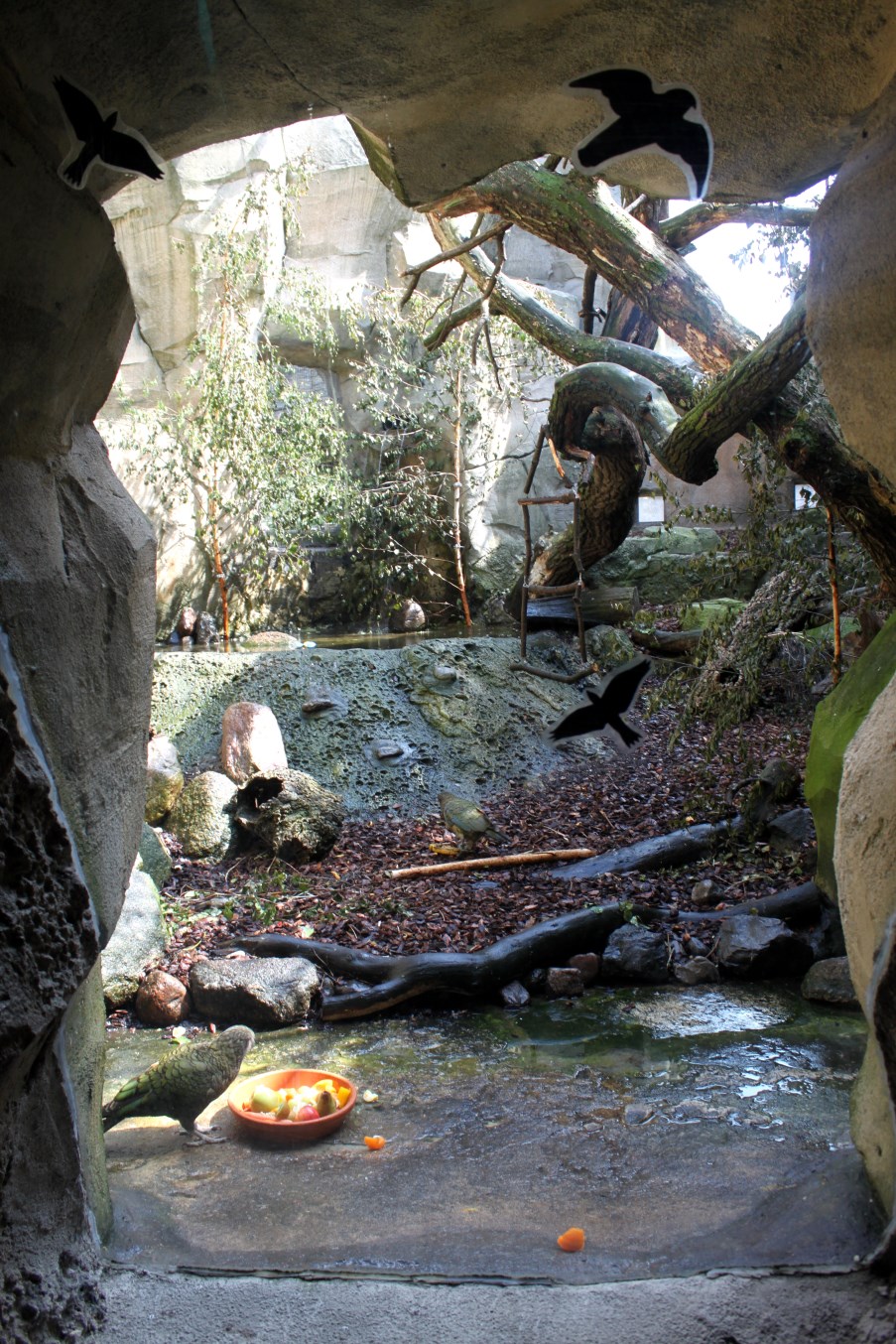 Zoo am Meer - Kea aviary