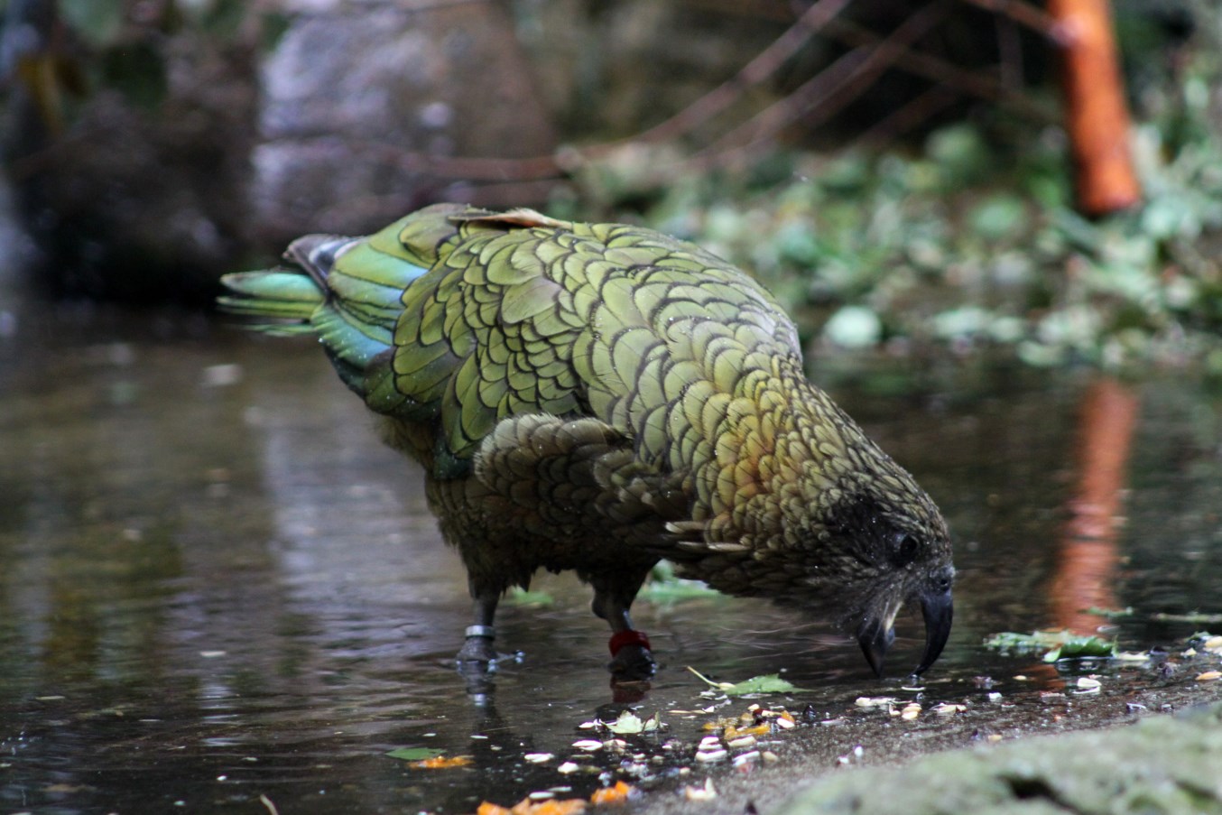 Zoo am Meer - Kea