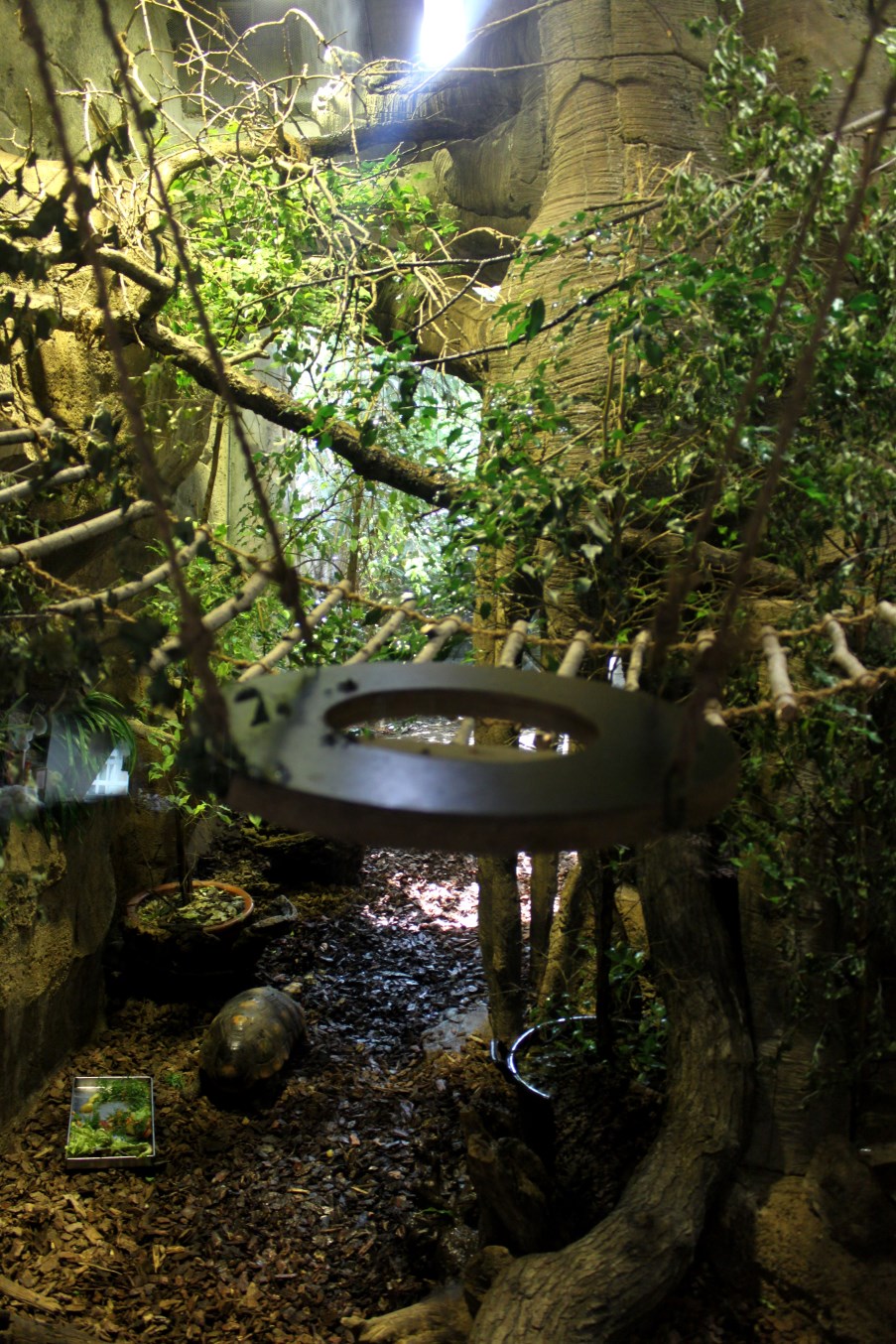 Zoo am Meer - Marmoset/iguana exhibit