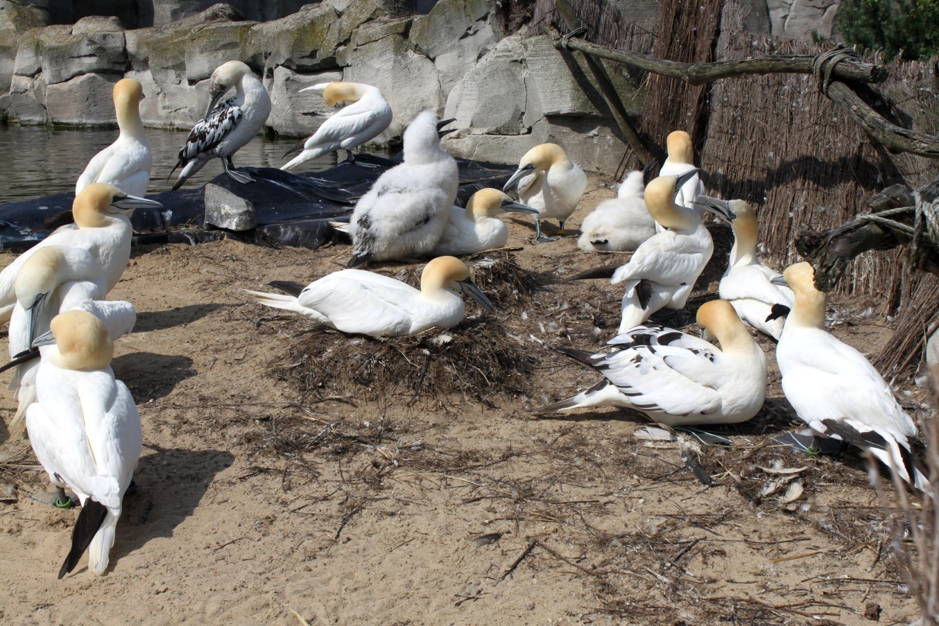 Zoo am Meer - Northern gannets