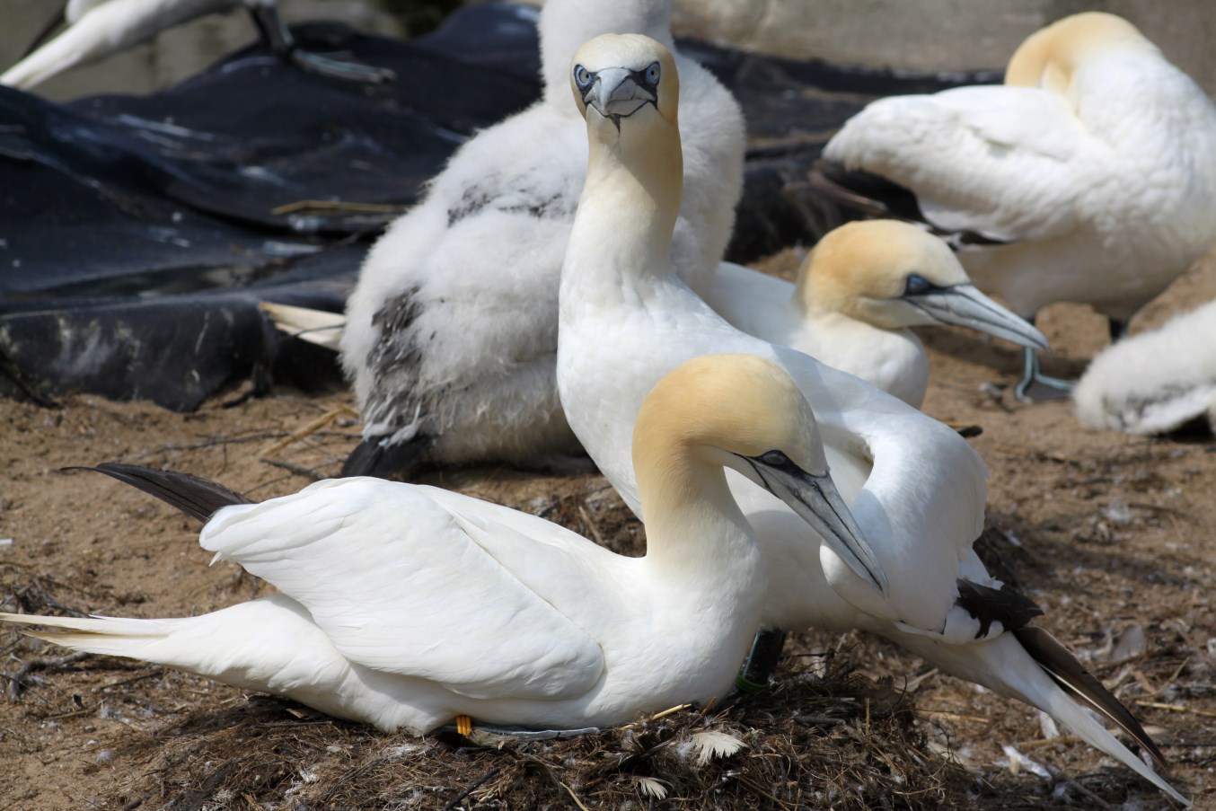 Zoo am Meer - Northern gannets