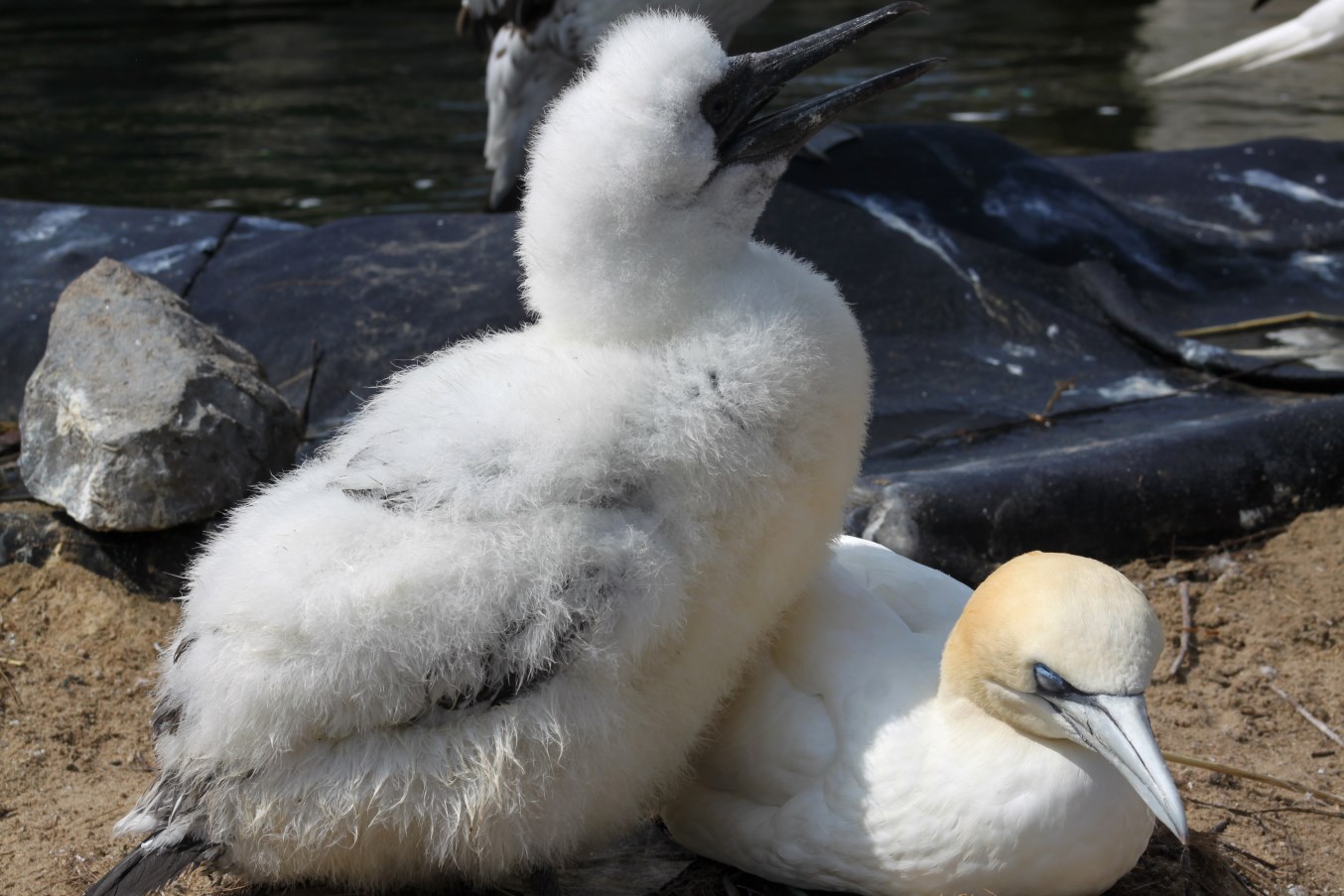 Zoo am Meer - Northern gannets