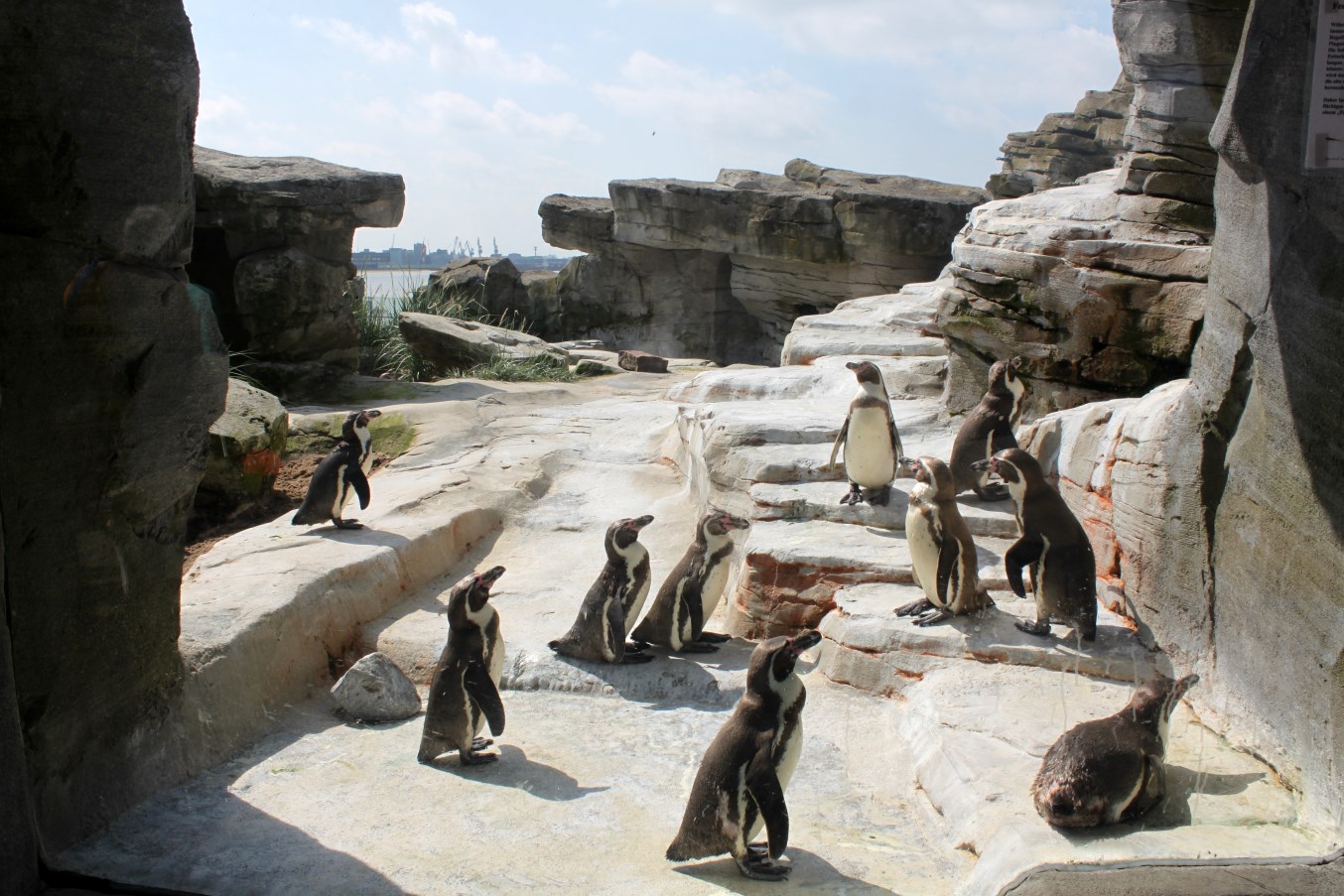 Zoo am Meer - Penguin exhibit