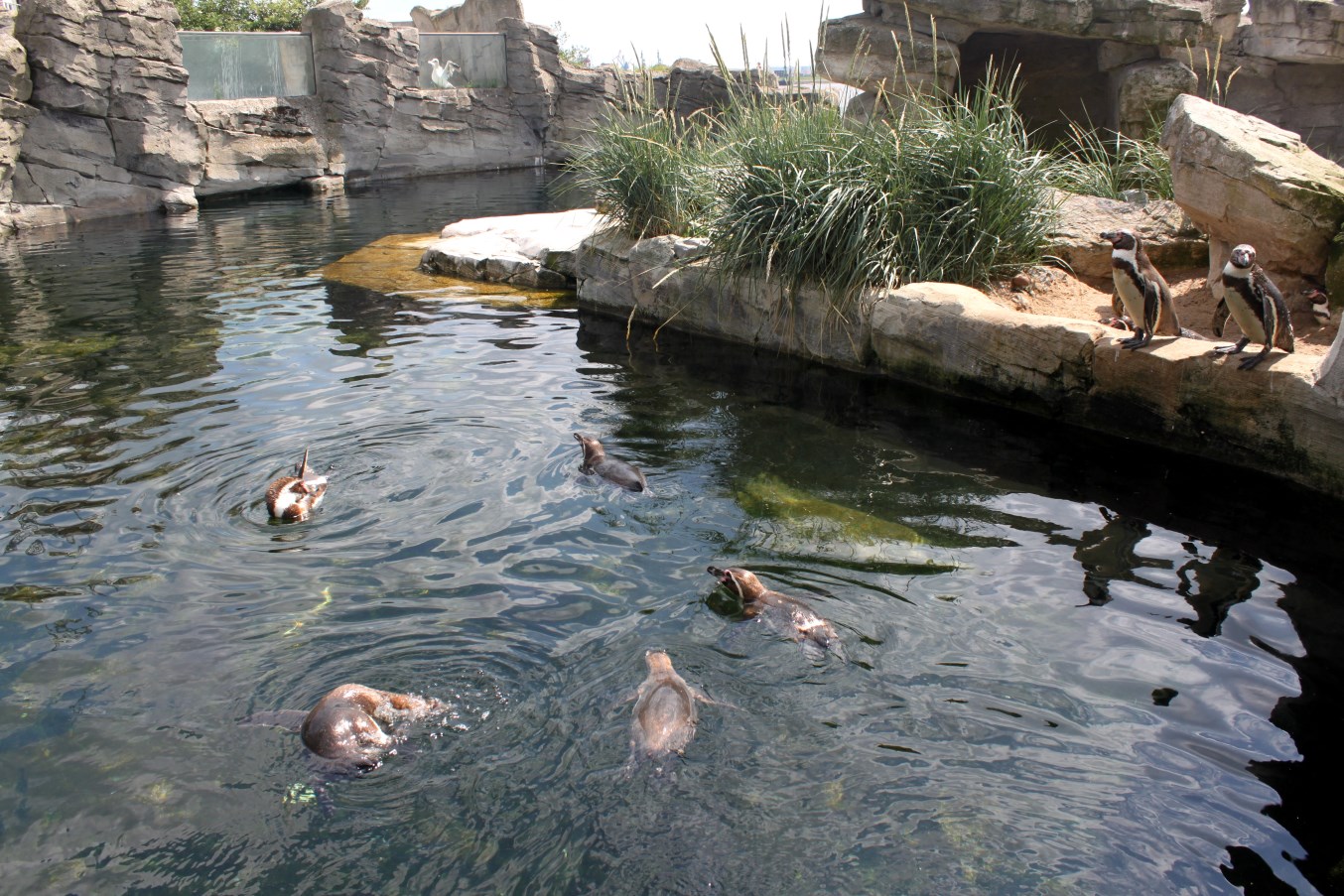 Zoo am Meer - Penguin exhibit