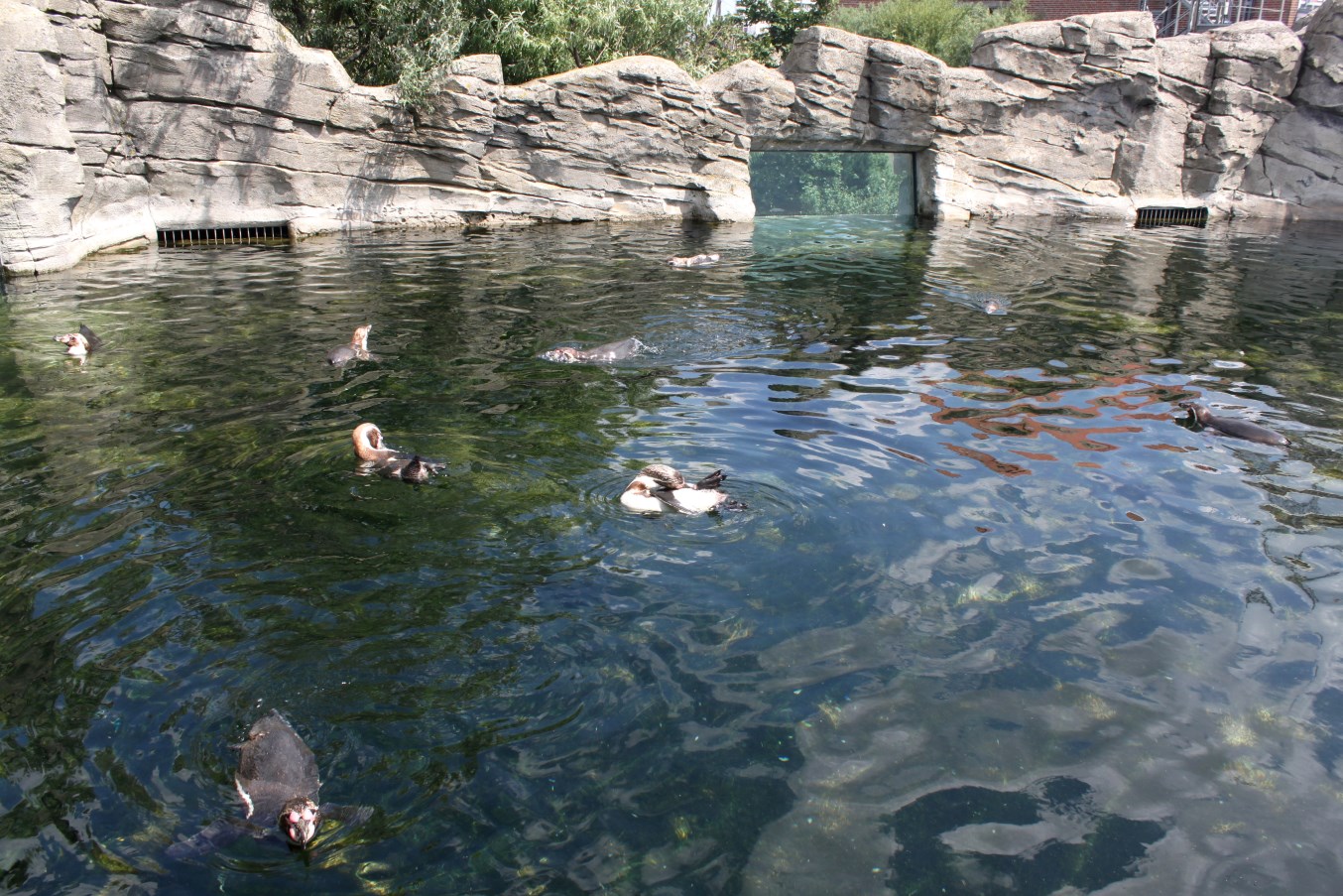 Zoo am Meer - Penguin exhibit