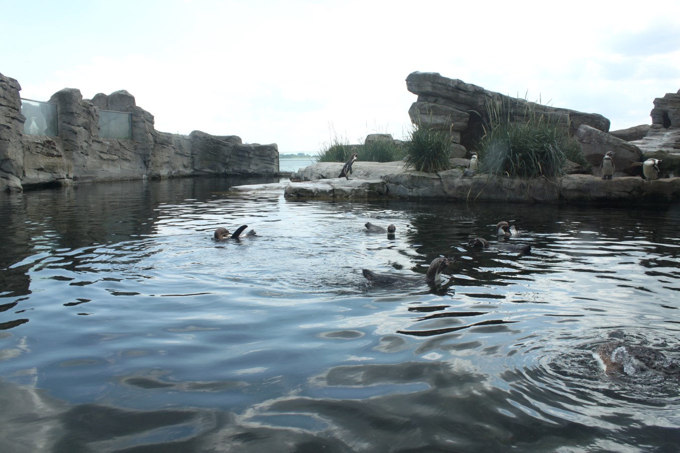 Zoo am Meer - Penguin exhibit