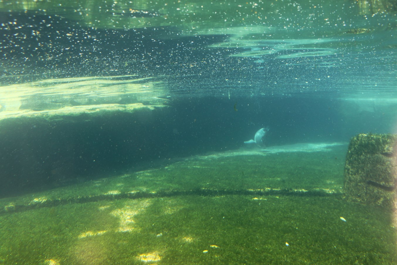 Zoo am Meer - Penguin exhibit