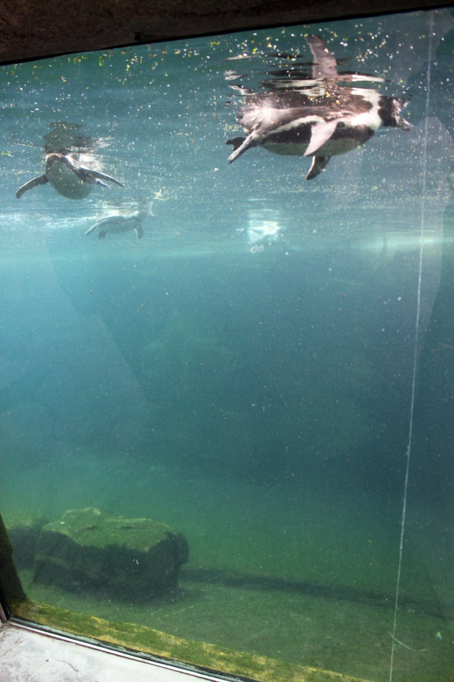 Zoo am Meer - Penguin exhibit