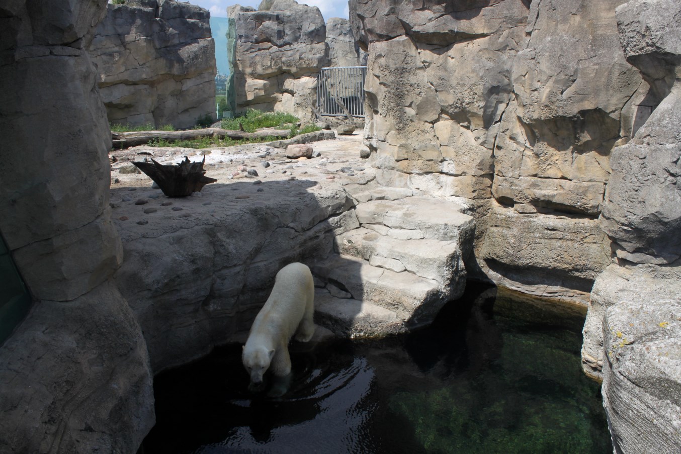 Zoo am Meer - Polar bear exhibit