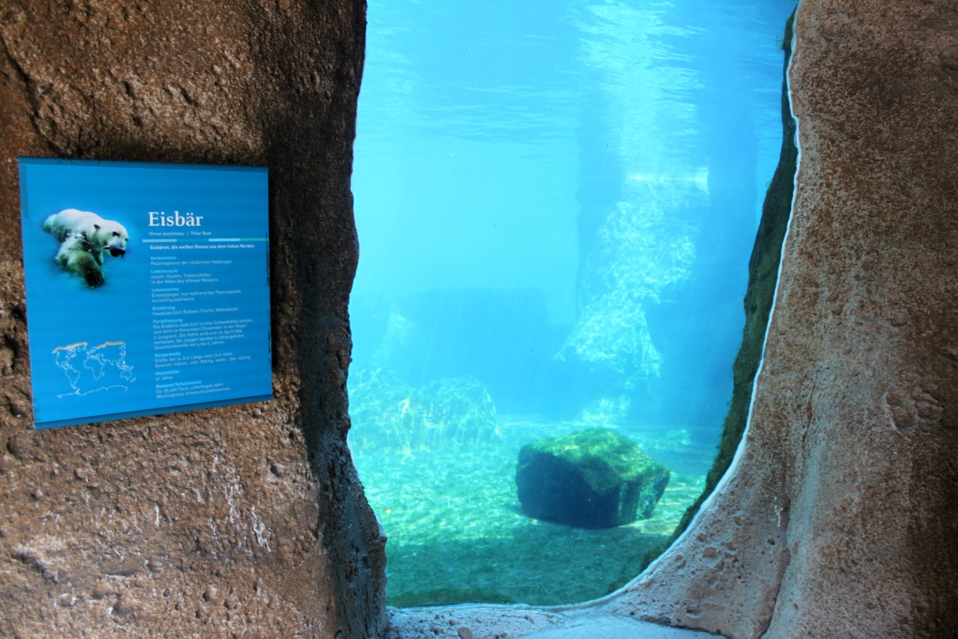 Zoo am Meer - Polar bear underwater viewing