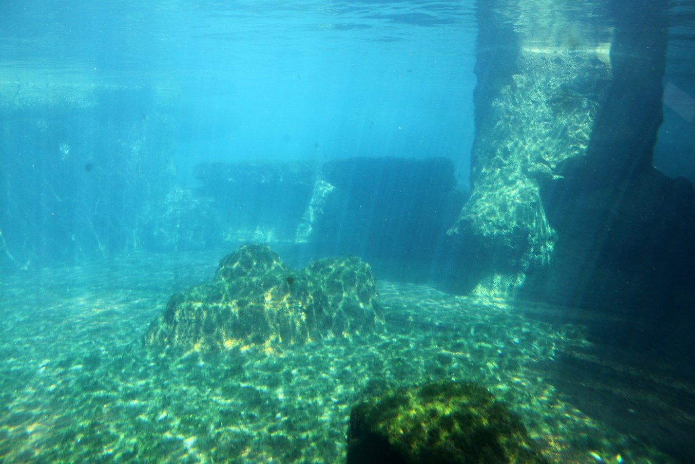 Zoo am Meer - Polar bear underwater viewing