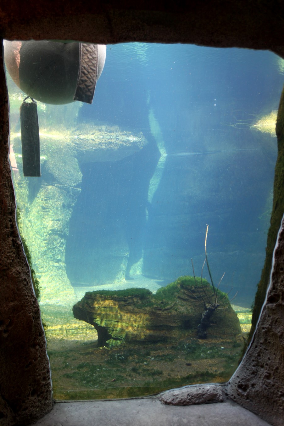 Zoo am Meer - Polar bear underwater viewing